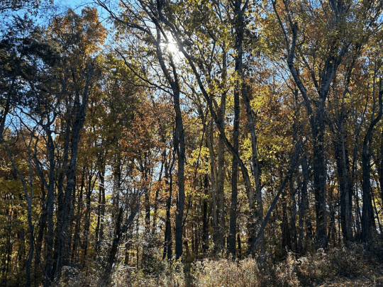 Somewhere Near a&nbsp;Tree